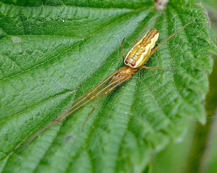spider